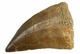 Fossil Mosasaur (Thalassotitan) Tooth - Morocco #345108-1